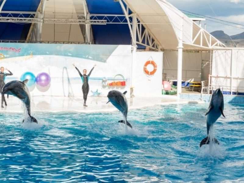 Dubai Dolphinarium Tickets- Fly For Holidays