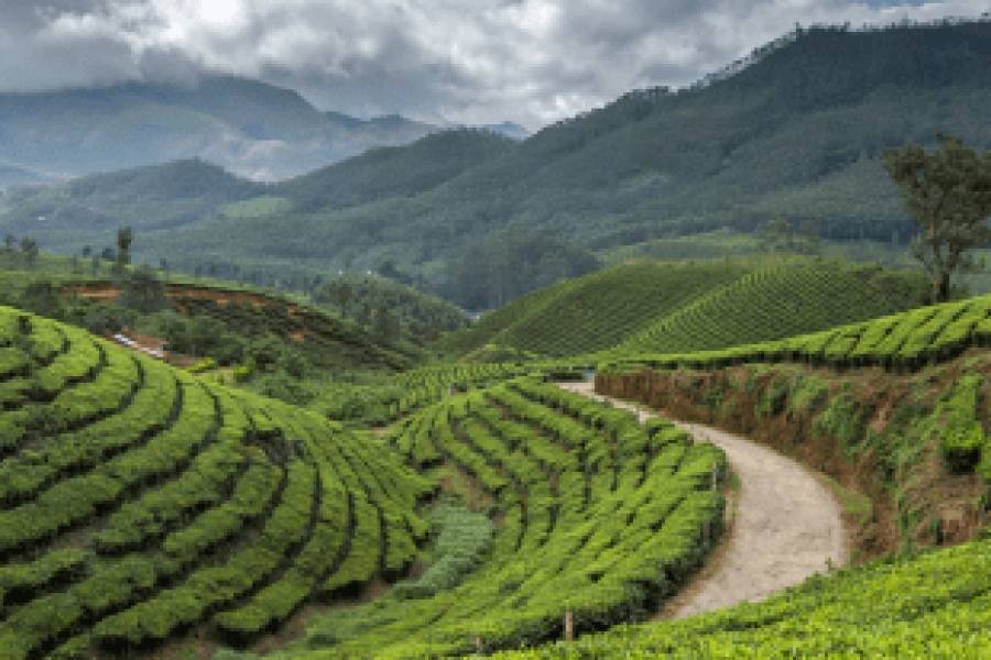 Munnar Weekend Getaway 3 Nights 4 Days Fly-For-Holidays