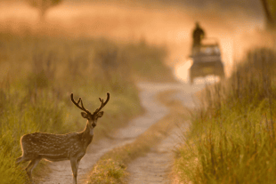 Nainital & Jim Corbett National Park Package 4 Nights 5 Days Fly-For-Holidays