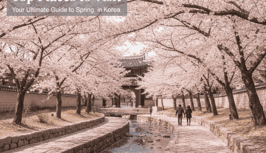 Cherry Blossom Season in South Korea: Top Places to Visit